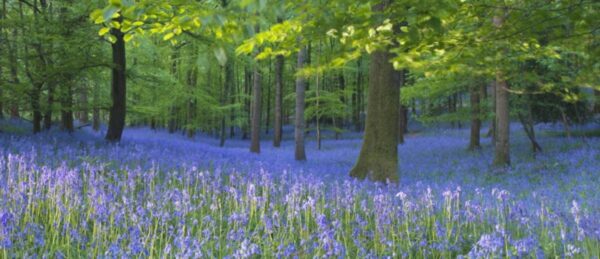 Beautiful Bluebells in the Forest of Dean Wye Valley AONB 