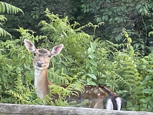 deer at rowan tree retreat forest cabin forest of dean wye valley