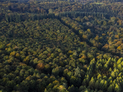 garden behind dog friendly woodland retreat forest of dean symonds yat wye valley