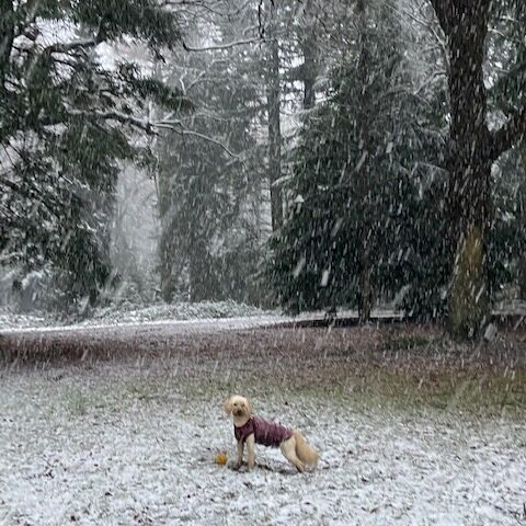 Dog in the snow - Dog Friendly Holiday Cottages Wye Valley Forest of Dean