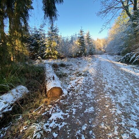 Walk below Rowan Tree Retreat | Dog Friendly forest cabin Wye Valley Forest of Dean luxury hot tub