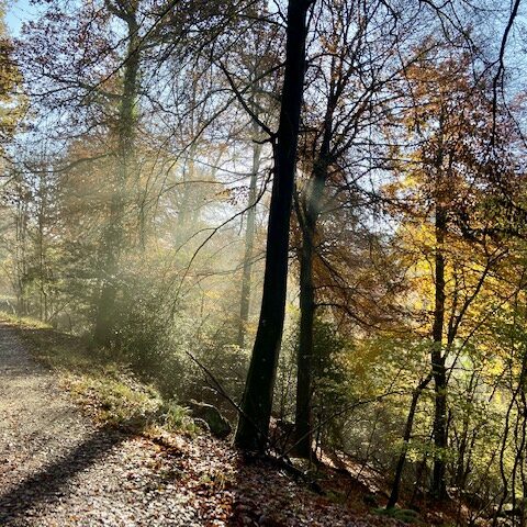 Autumn Leaf Peeping - Dog Friendly Holiday Cottages Wye Valley Forest of Dean