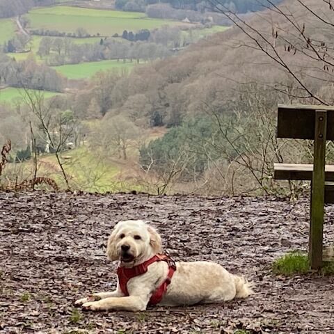 Dog-Friendly Holiday Cottage in the Wye Valley