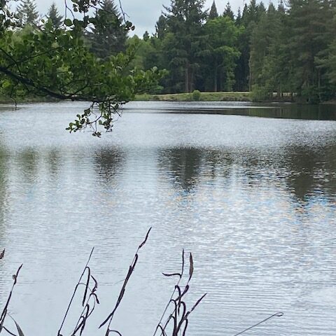 speech house lake | forest cabin with hot tub dog friendly self-catering in forest of dean cyril hart arboretum