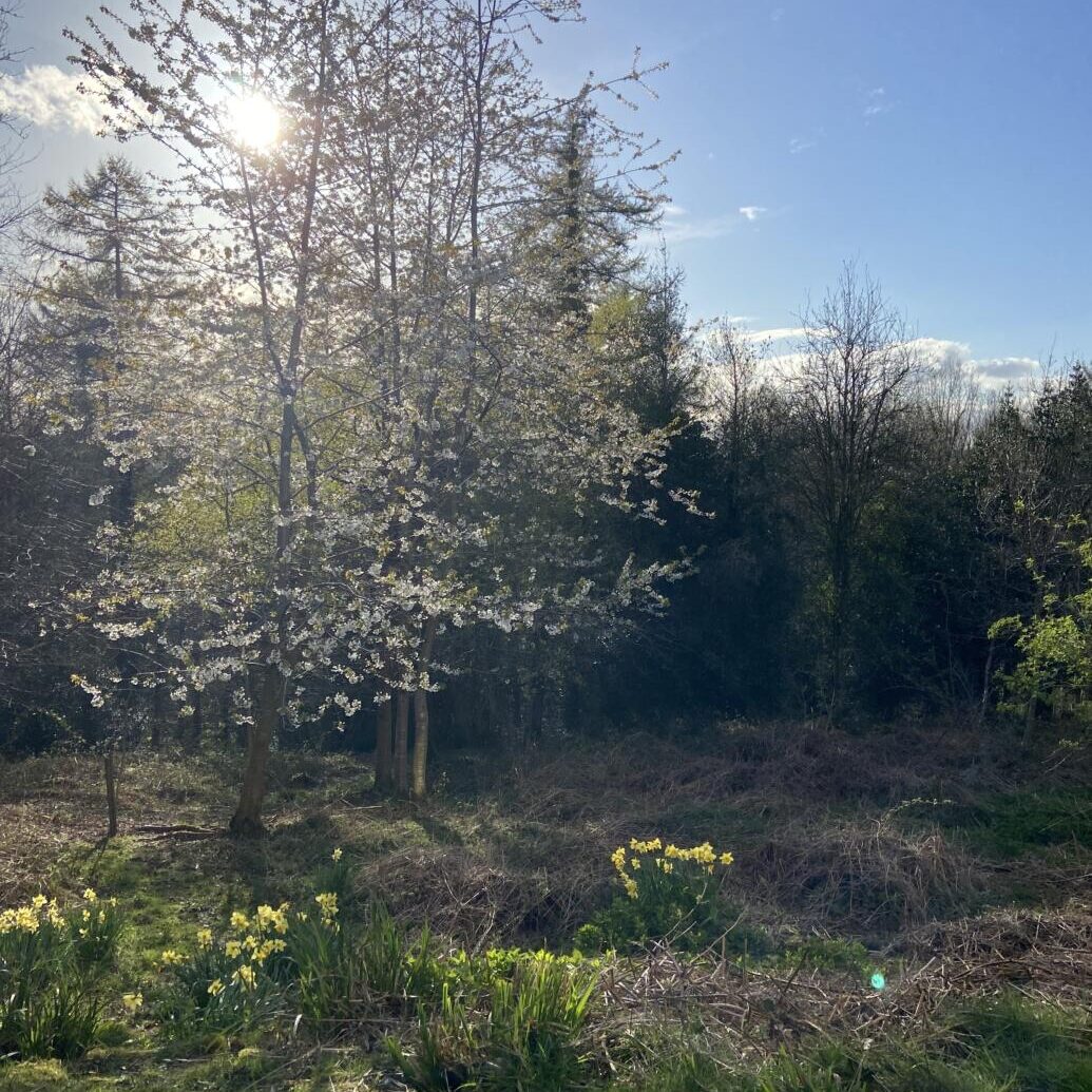 Spring at rowan tree retreat | holiday cottage dog friendly hot tub forest of dean wye valley aonb symonds yat viewpoint